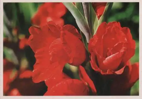 Blüten rot