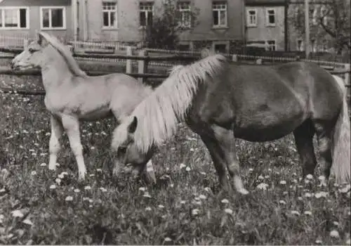 Pferde auf blühender Weide