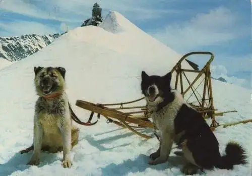 Schweiz - Schweiz - Jungfraujoch - Polarhunde - 1982