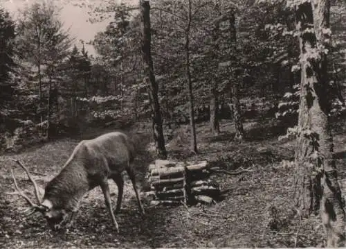 Lüneburger Heide - Hirsch am Futterplatz
