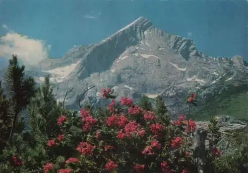 Alpspitze - mit Alpenrosen - ca. 1975