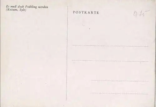 Sylt, Keitum - Frühling