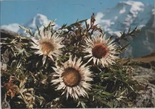 Silberdistel in den Bergen