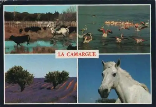 Frankreich - Frankreich - Camargue - mit 4 Bildern - 1993