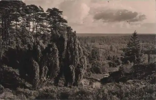 weiter Wald - ca. 1960