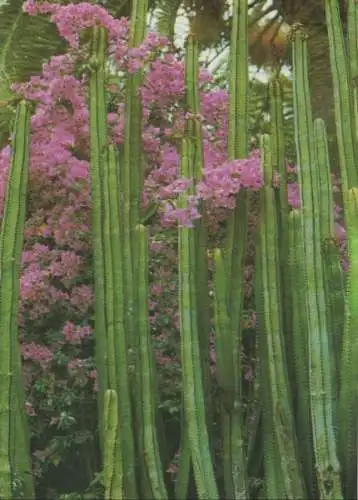 Spanien - Kanarische Inseln - Spanien - Tropische Flora