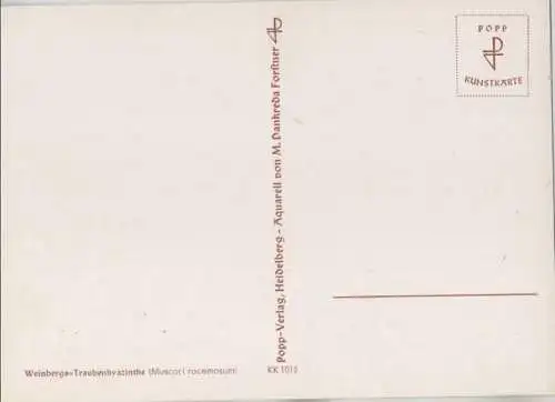 Weinbergs-Traubenhyazinthe blühend