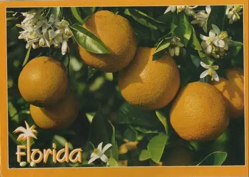 USA - USA - Florida (insgesamt) - Oranges and Blossoms - 1993