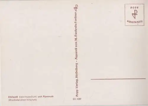 Edelweiß Alpenrose