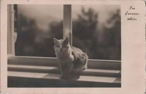 Katze am Fenster