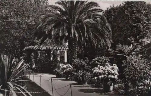 Mainau - Palmenhain - ca. 1960