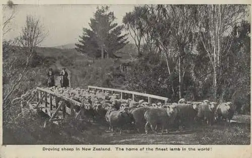 Neuseeland - Neuseeland - Neuseeland - Droving sheep