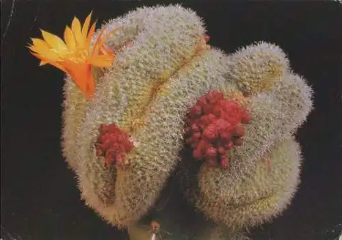 Rebutia marsoneri Kaktus