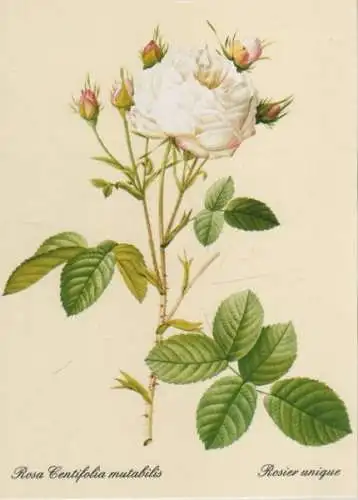 Rosa Centifolia mutabilis blühend