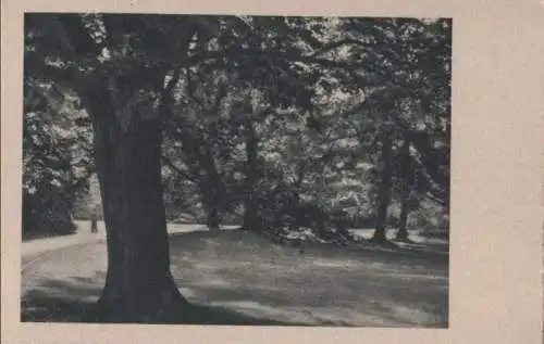 Park mit dickem Baum - ca. 1955