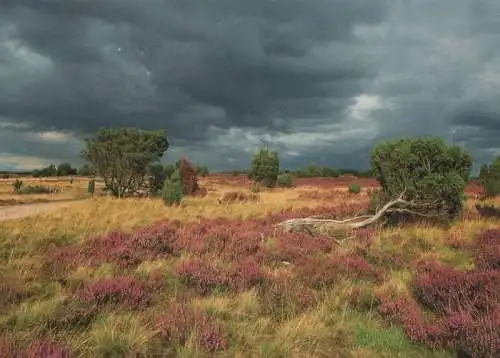 Heidesommer Vor dem Gewitter