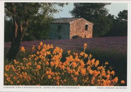 Frankreich - Alpes-de-Haute-Provence - Frankreich - Ginster und Lavendel