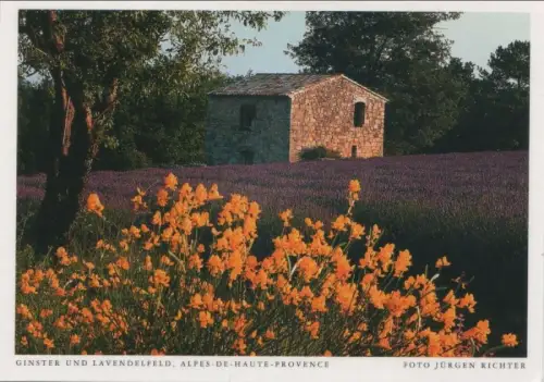Frankreich - Alpes-de-Haute-Provence - Frankreich - Ginster und Lavendel