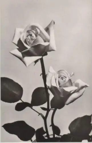 Geburtstagsgrüße Rosen