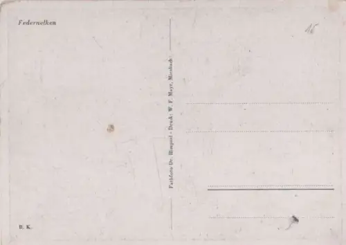 Federnelken blühend