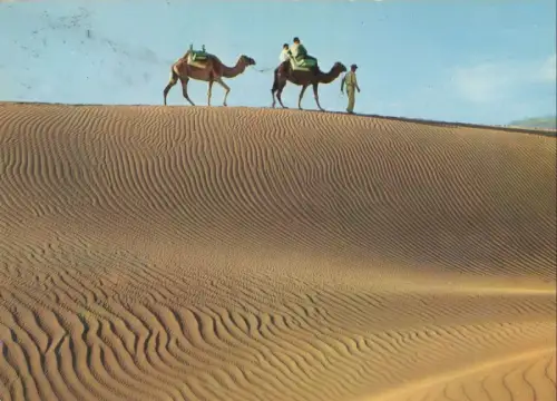 Spanien - Maspalomas - Spanien - Camellos en las Dunas