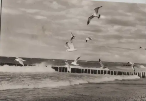 Ostsee - Möwen - 1973