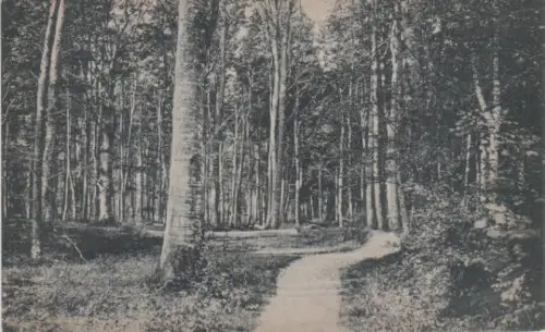Ostseebad Dahme Hiolst. - Waldpartie - ca. 1935