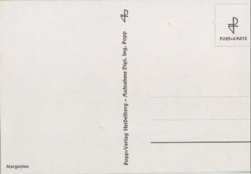 Margeriten drei Blüten