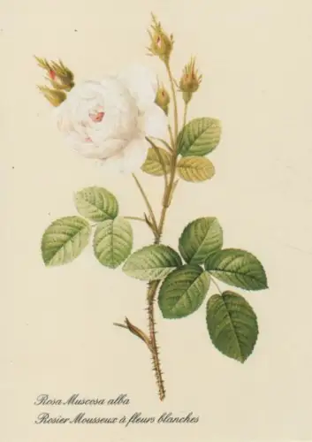 Rosa Muscosa alba blühend