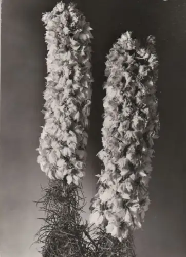 Rittersporn blühend