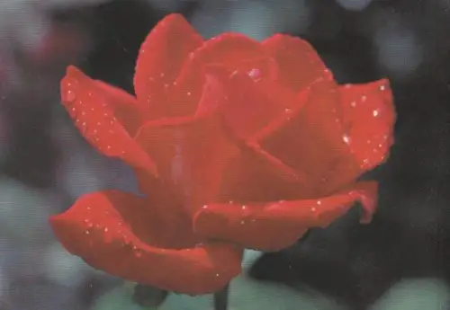 rote Rose - 2004