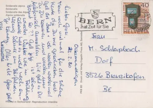 Soldanellen blühend