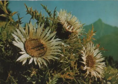 Silberdistel - 1978