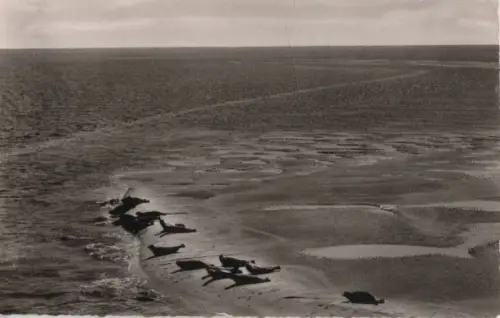 Norderney - Seehundsbank - ca. 1960