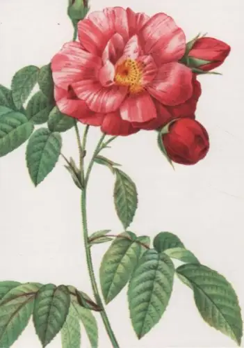 Rosa Gallica Versicolor blühend