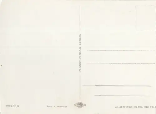 Pferde auf der Weide