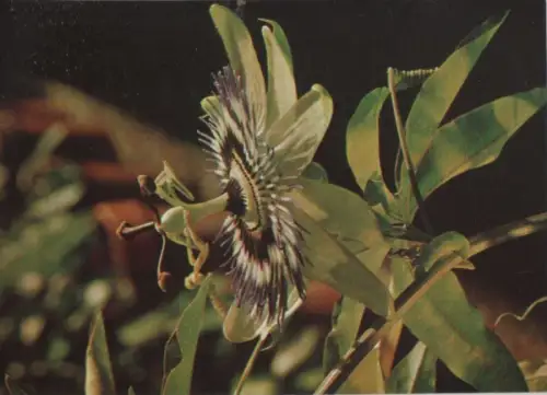 Passionsblume Sonderstempel