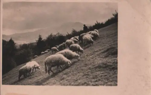 Schafe in den Bergen