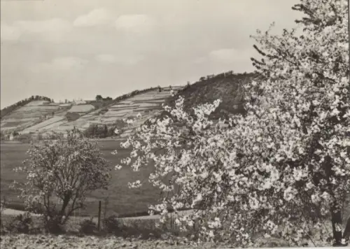 Herzliche Pfingstgrüße - blühender Baum