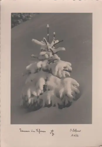 Tanne im Schnee - ca. 1950