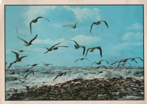 Sylt - 1982