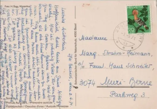 Frühblümchen blühend