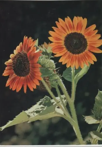 Sonnenblumen blühend