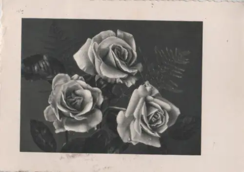 Rosen schwarzweiß