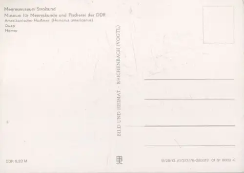 Stralsund - Meeresmuseum - Homar