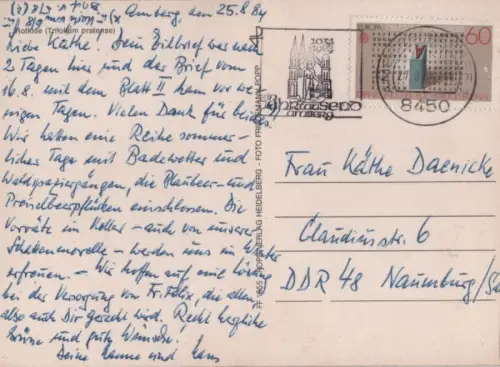 Rotklee auf der Wiese