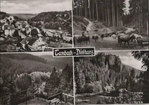 Tambach-Dietharz - u.a. Waldpartie - 1977