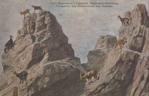 Hamburg-Stellingen - Tierpark Hagenbeck - Steinböcke und Gemsen