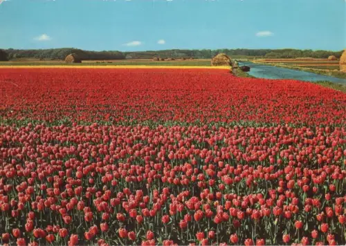 Niederlande - Holland - Niederlande - Blumenland