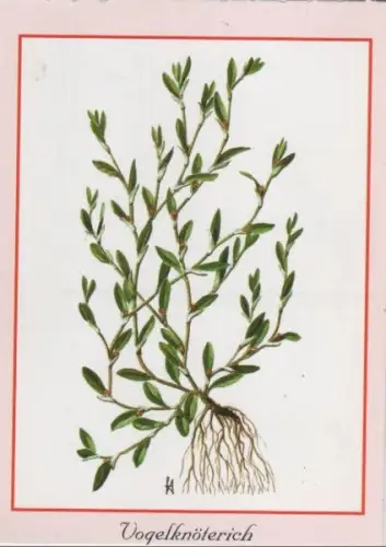 Vogelknöterich mit Wurzel